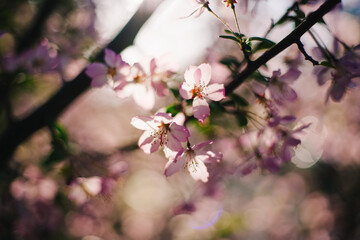 Single cluster of pink crabapple flowers blooming in soft light