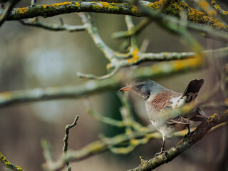 bird on a branch