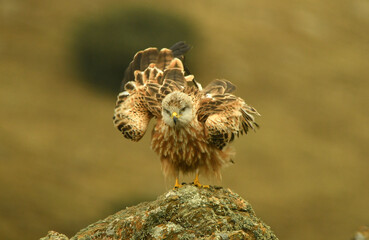 Obraz premium milano real en la sierra abulense.Avila.España