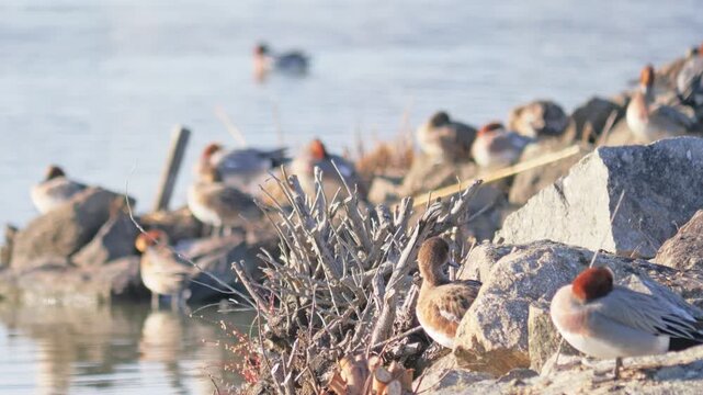 Flock of Waterfowl Resting by a Calm Lakeshore in Winter,Mareca penelope