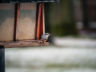 great tit parus major