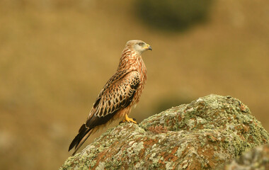 Obraz premium milano real en la sierra abulense.Avila.España