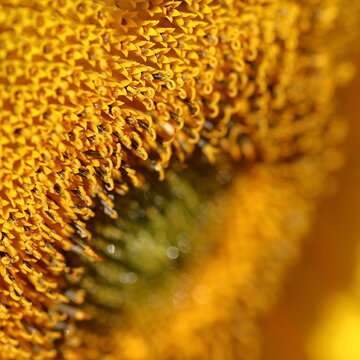 Sunflower Center Macro Close‑Up