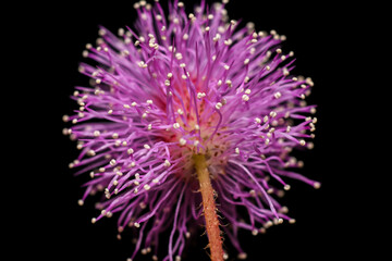 Macro shot of a pink Mimosa Pudica flower head isolated on black background