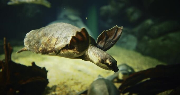 Shanghai, China. Pig-nosed Turtle Swim In Aquarium, Close-up Side View. Fly River Turtle Pitted-shelled Turtle, And Warrajan. Native To Northern Australia And Southern New Guinea. Pig-nosed Turtles