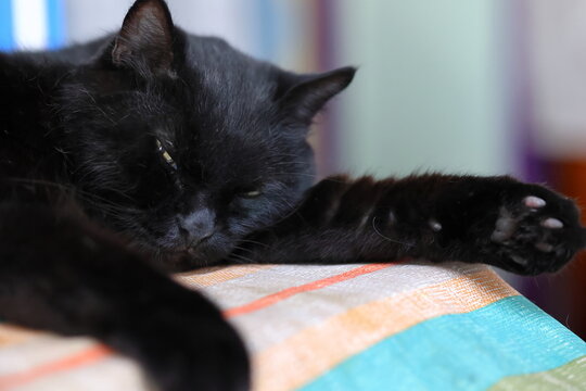 Black Cat Resting on a Table Mat with Half‑Open Eyes