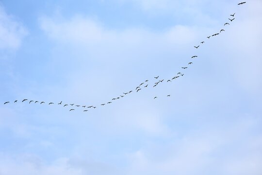 Flock of Birds Flying in Formation Under Blue Sky 