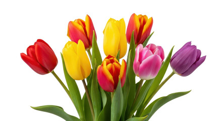 Fototapeta premium Bunch of colorful tulips red yellow pink purple on black background flower bouquet