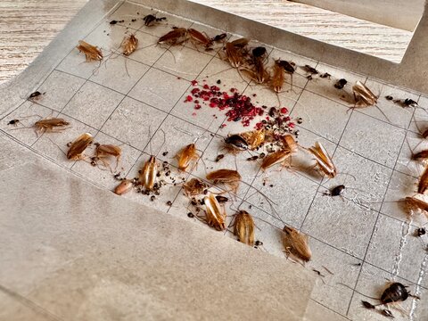 cockroach traps, a remedy for cockroaches in an apartment