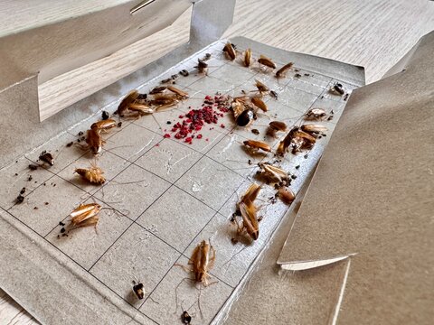 cockroach traps, a remedy for cockroaches in an apartment