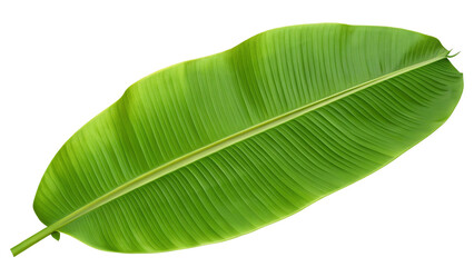 Vibrant green banana leaf on transparent background