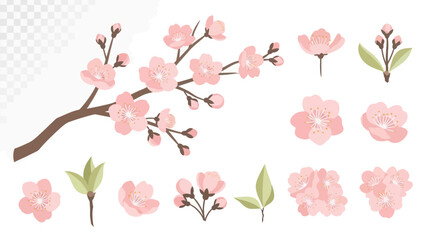 Cherry Blossom Branch and Flowers - Spring Floral Elements