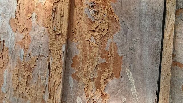Termite damaged wood Texture