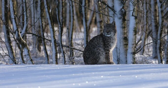 Lynx cub in winter. Young Eurasian lynx, Lynx lynx, sitting in snowy birch forest. Beautiful wild cat in nature. Animal with spotted orange fur. Beast of prey at frosty sunrise. Habitat Europe, Asia.