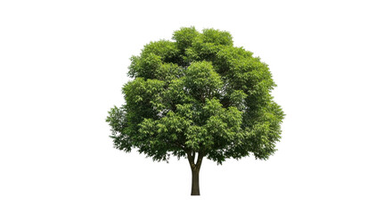 Full green tree with dense foliage and dark brown trunk isolated on black leaves nature