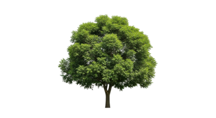 Full green tree with dense foliage and dark brown trunk isolated on black leaves nature