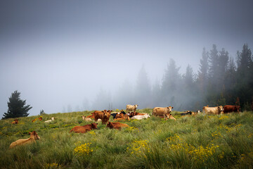 cows on a hill in the mist with trees