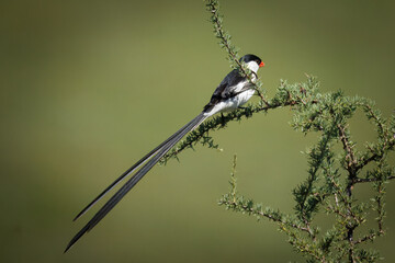 Pin-tailed whydah bird with a long tail