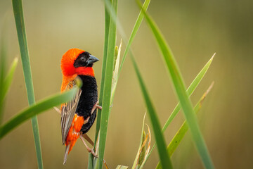 Brightly colored red bishop bird on grass