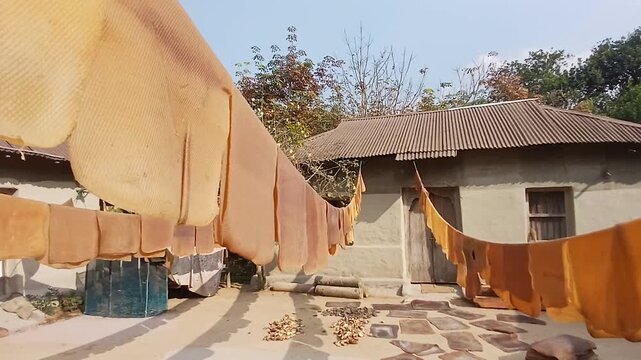 Natural rubber sheet is dried in Sun light at a villege  in Inadia.