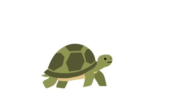 Video Turtle Vector Animation