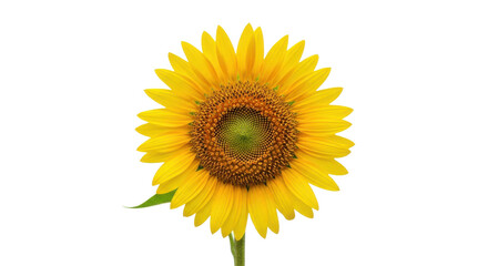 Obraz premium Bright yellow sunflower bloom with detailed brown center and green stem on black nature