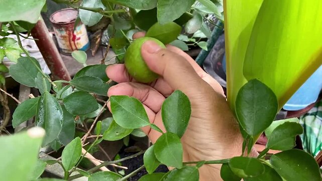 A woman picks green lime from a branch. Limes are a rich source of vitamin C, are sour, and are often used to accent the flavours of foods and beverages.