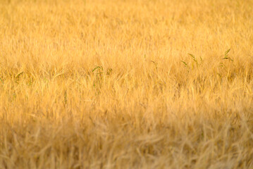 Fototapeta premium Ripe barley spikes under warm sunlight. The Concept of Nature.