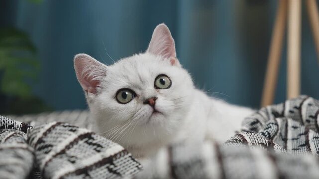 Close-up. A British fluffy kitten lies and follows a moving object with its eyes, turning its head and pricking its ears. Horizontal 4k video.