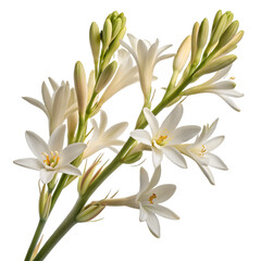 Obraz premium Delicate white flower blooms