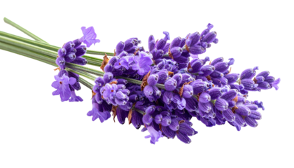 Fresh Lavender Flowers Isolated On Transparent Background For Aromatherapy And Natural Medicine Concepts Purple Floral Arrangement For Spa And Wellness Products