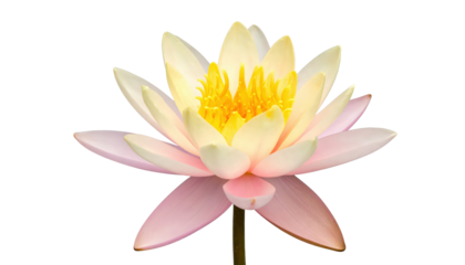 Elegant Water Lily Blossom Isolated On Transparent Background Featuring Pink And Yellow Petals Perfect For Floral Designs And Springtime Themes Cutout Style