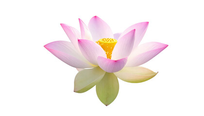 Fototapeta premium Elegant Pink Lotus Flower Blossom Isolated on Transparent Background Symbolizing Purity Love and rebirth for Spa Yoga and Meditation Concepts