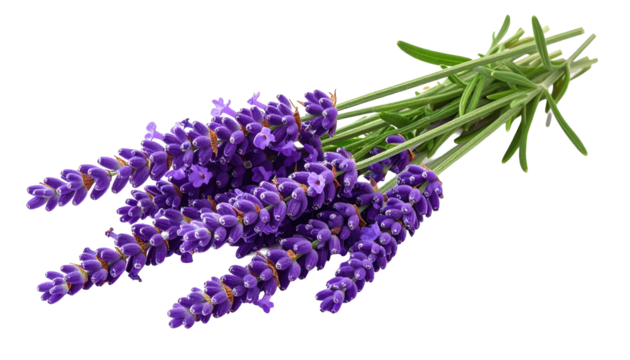 Bunch of Purple Lavender Flowers Isolated on Transparent Background for Aromatherapy Spa and Floral Design Projects and Springtime Celebrations - Powered by Adobe
