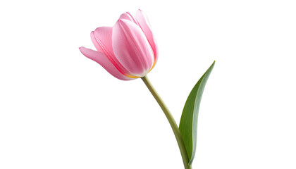 Fototapeta premium Elegant Pink Tulip Flower Isolated on Transparent Background Perfect for Springtime Designs Mother's Day Cards and Floral Arrangements for celebrations