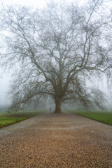 Obraz premium Platane Isolé dans un Parc Brumeux Matinal