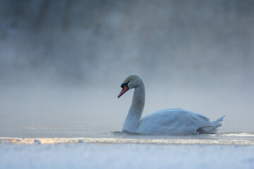 swan on the lake © Александр Арендарь