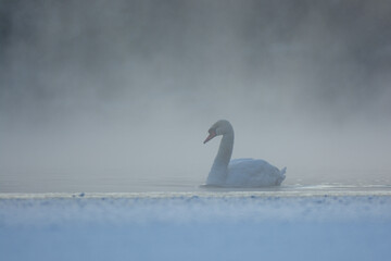 Fototapeta premium mute swan cygnus olor