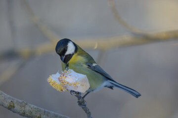 Fototapeta premium blue tit on a branch feeding
