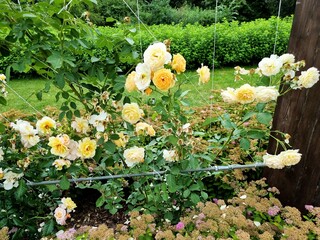 beautiful roses in the garden