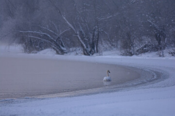 swan on the river © Александр Арендарь