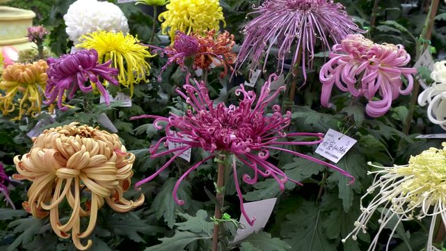 Kaifeng City, Henan Province, China - Chrysanthemum Exhibition 