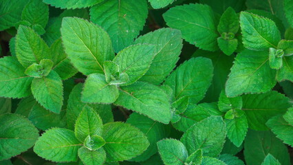 Mint Leaves Fresh Texture Natural. Top View Botanical Green Color