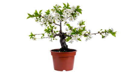 Miniature flowering tree in a brown pot against a black backdrop, showcasing delicate blossoms