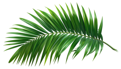 A single, realistic illustration of a vibrant green palm leaf on a transparent background