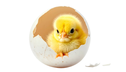 A fluffy yellow chick emerging from a cracked egg, isolated on a transparent background