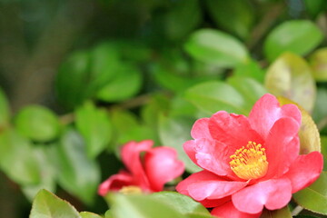 Obraz premium 山茶花（さざんか） 