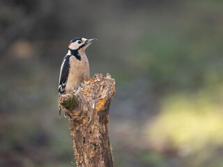 Buntspecht und Kohlmeise

