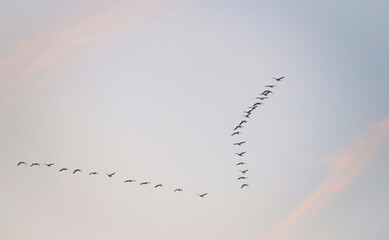Birds flying in a blue cloudy cloudy sky at sunrise in winter, Almere, Flevoland, The Netherlands, January 18, 2026