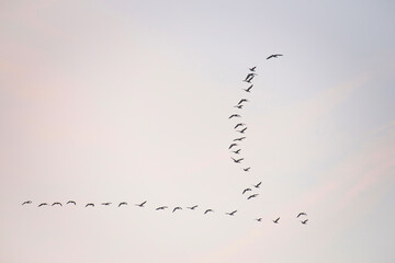 Birds flying in a blue cloudy cloudy sky at sunrise in winter, Almere, Flevoland, The Netherlands, January 18, 2026